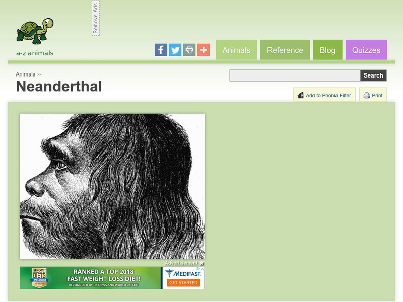 A Z Animals: Animal Facts: Neanderthal (Homo Sapiens Neanderthalensis) Handout A Z Animals: Animal Facts: Neanderthal (Homo Sapiens Neanderthalensis) Handout