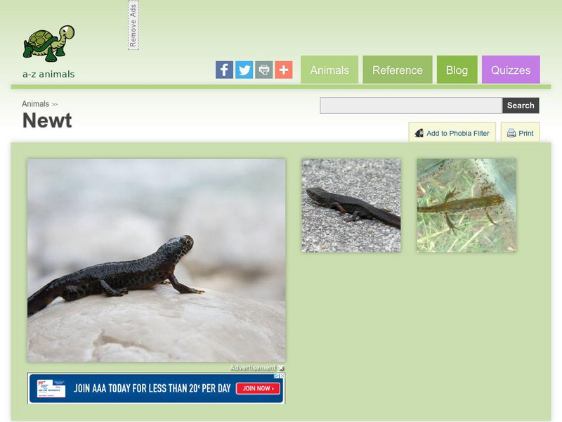 A Z Animals: Animal Facts: Newt (Lissotriton Vulgaris) Handout A Z Animals: Animal Facts: Newt (Lissotriton Vulgaris) Handout