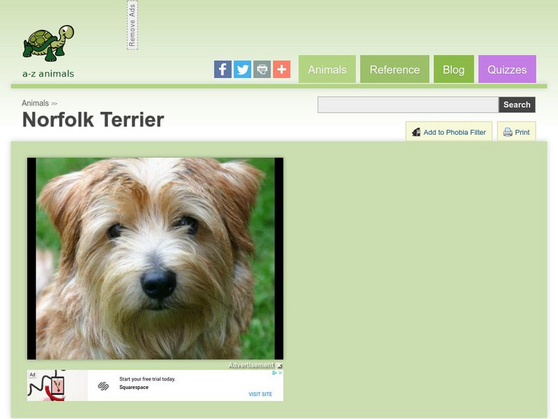 A Z Animals: Animal Facts: Norfolk Terrier Handout