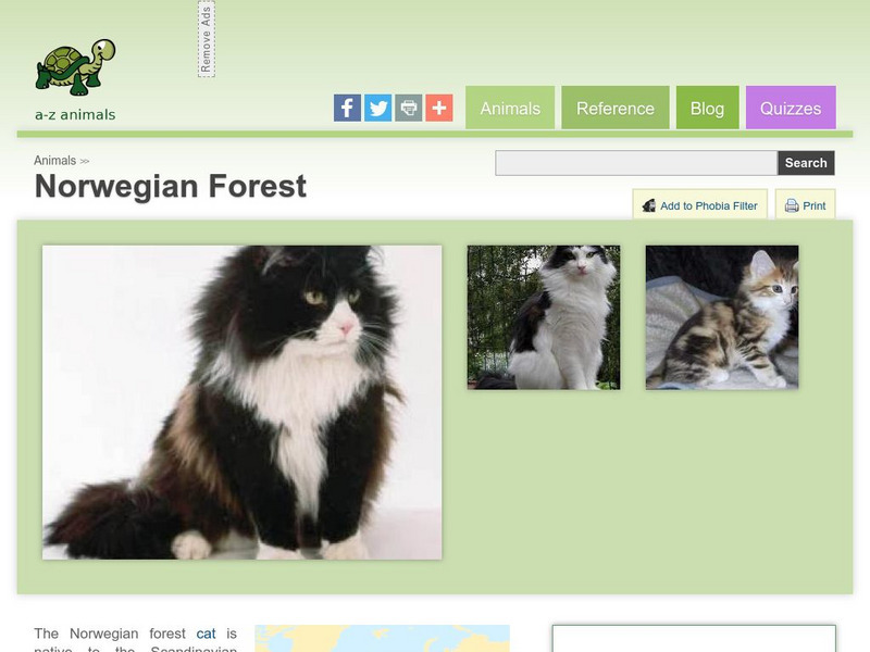 A Z Animals: Animal Facts: Norwegian Forest Handout A Z Animals: Animal Facts: Norwegian Forest Handout