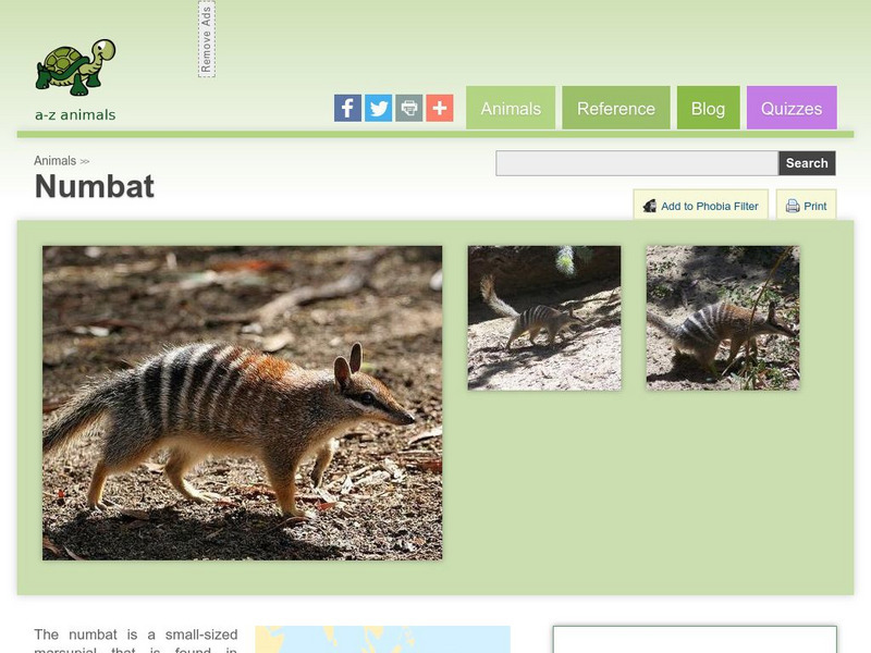 A Z Animals: Animal Facts: Numbat (Myrmecobius Fasciatus) Handout A Z Animals: Animal Facts: Numbat (Myrmecobius Fasciatus) Handout