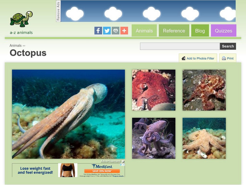 A Z Animals: Animal Facts: Octopus (Octopus Vulgaris) Handout