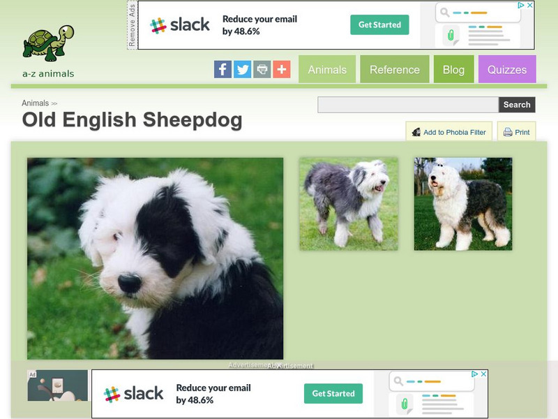 A Z Animals: Animal Facts: Old English Sheepdog Handout