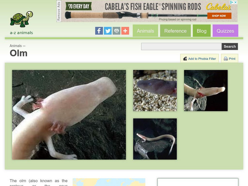 A Z Animals: Animal Facts: Olm (Proteus Anguinus) Handout