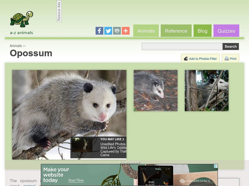 A Z Animals: Animal Facts: Opossum (Didelphis Virginiana) Handout A Z Animals: Animal Facts: Opossum (Didelphis Virginiana) Handout