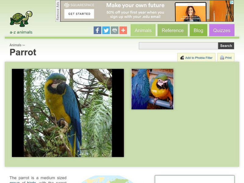 A Z Animals: Animal Facts: Parrot (Psittacine) Handout A Z Animals: Animal Facts: Parrot (Psittacine) Handout