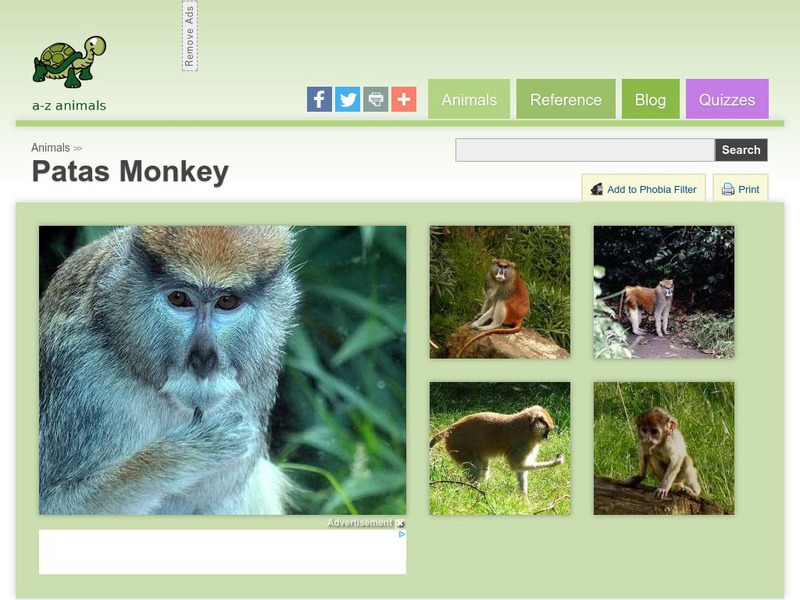 A Z Animals: Animal Facts: Patas Monkey (Erythrocebus Patas) Handout A Z Animals: Animal Facts: Patas Monkey (Erythrocebus Patas) Handout