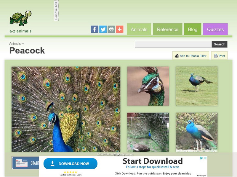 A Z Animals: Animal Facts: Peacock (Pavo Cristatus) Handout A Z Animals: Animal Facts: Peacock (Pavo Cristatus) Handout