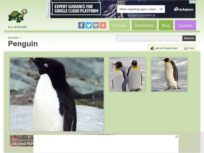 A Z Animals: Animal Facts: Penguin (Aptenodytes Forsteri) Handout A Z Animals: Animal Facts: Penguin (Aptenodytes Forsteri) Handout
