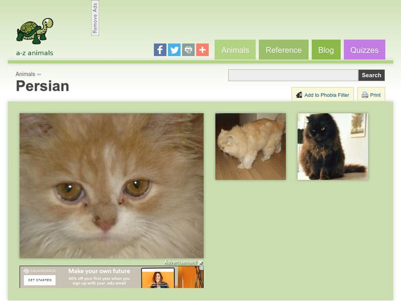 A Z Animals: Animal Facts: Persian Handout A Z Animals: Animal Facts: Persian Handout