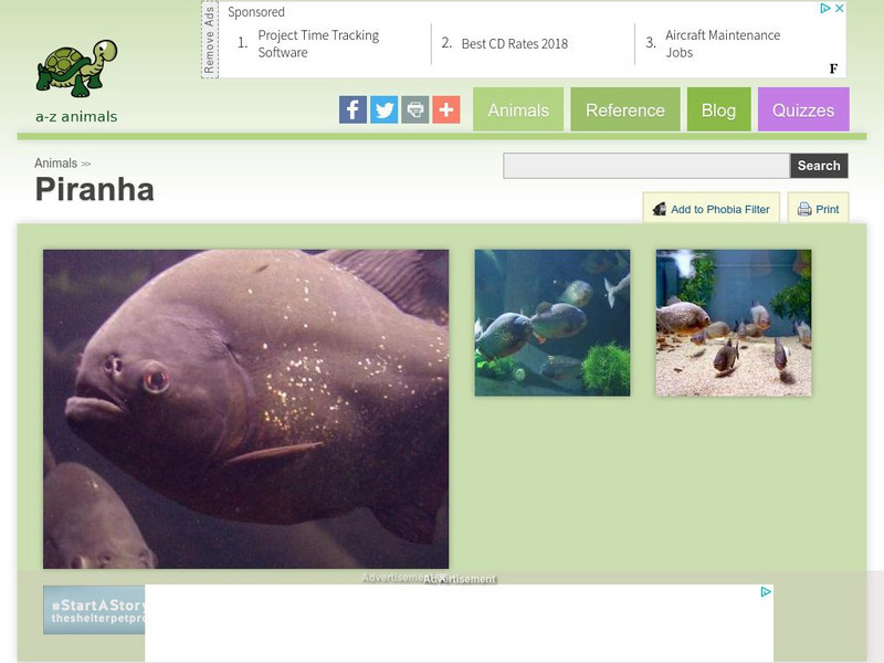 A Z Animals: Animal Facts: Piranha (Pygocentrus Nattereri) Handout A Z Animals: Animal Facts: Piranha (Pygocentrus Nattereri) Handout