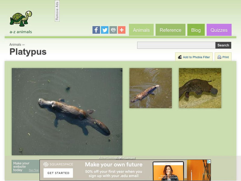 A Z Animals: Animal Facts: Platypus (Ornithorhynchus Anatinus) Handout A Z Animals: Animal Facts: Platypus (Ornithorhynchus Anatinus) Handout