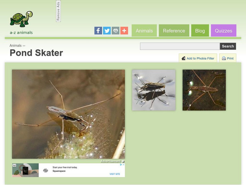 A Z Animals: Animal Facts: Pond Skater (Gerridae ) Handout A Z Animals: Animal Facts: Pond Skater (Gerridae ) Handout