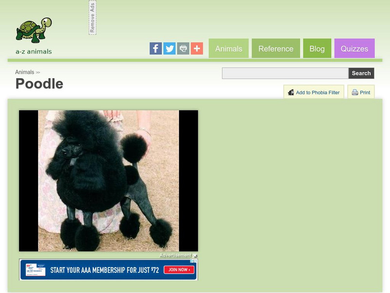 A Z Animals: Animal Facts: Poodle Handout A Z Animals: Animal Facts: Poodle Handout