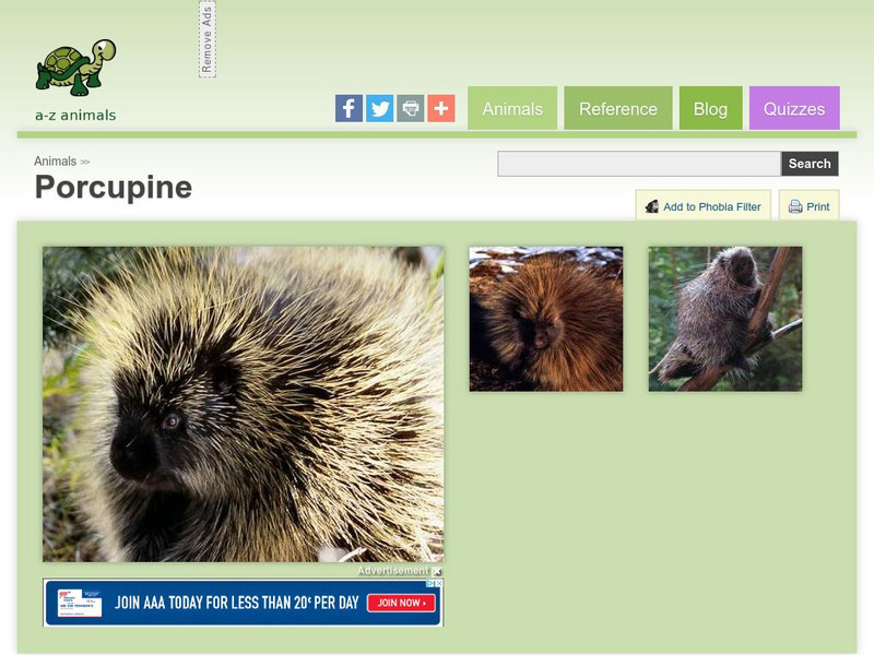 A Z Animals: Animal Facts: Porcupine (Erethizon Dorsaum) Handout A Z Animals: Animal Facts: Porcupine (Erethizon Dorsaum) Handout