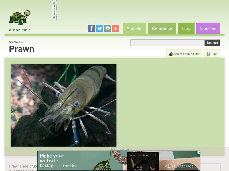 A Z Animals: Animal Facts: Prawn (Dendrobranchiata) Handout A Z Animals: Animal Facts: Prawn (Dendrobranchiata) Handout