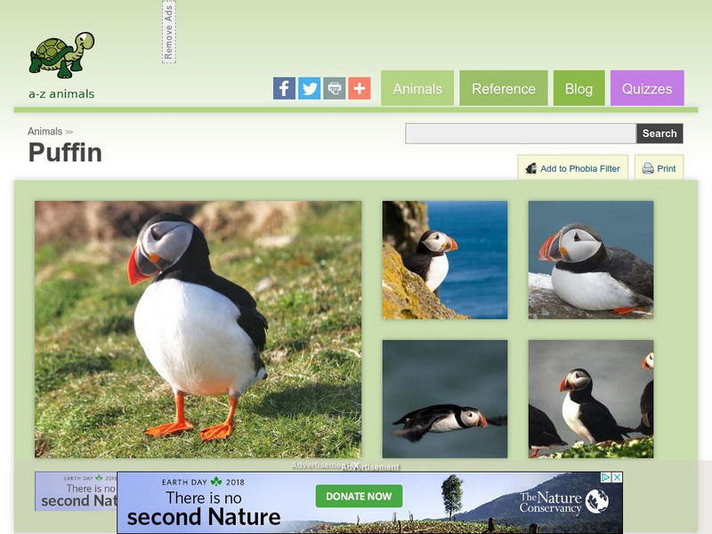 A Z Animals: Animal Facts: Puffin (Fratercula Arctica) Handout A Z Animals: Animal Facts: Puffin (Fratercula Arctica) Handout