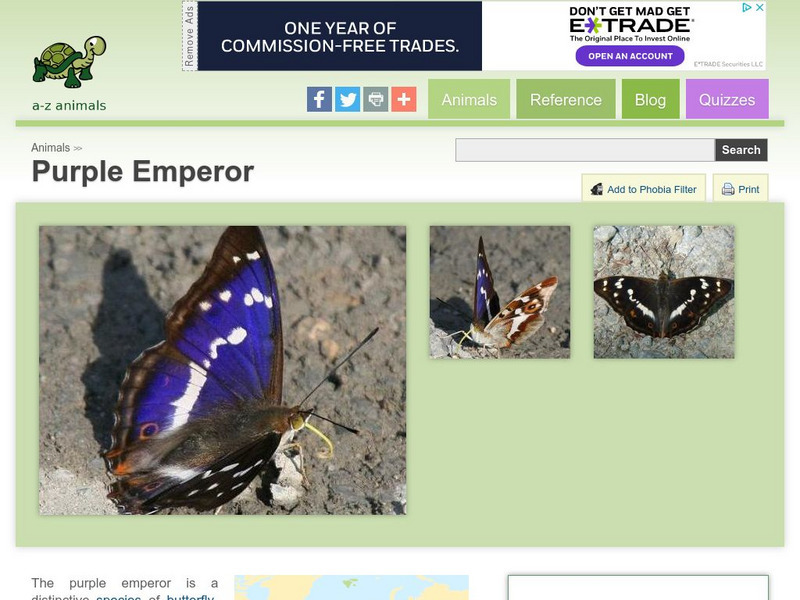 A Z Animals: Animal Facts: Purple Emperor (Apatura Iris ) Handout A Z Animals: Animal Facts: Purple Emperor (Apatura Iris ) Handout