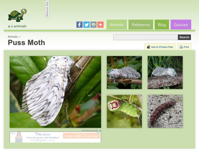 A Z Animals: Animal Facts: Puss Moth (Cerura Vinula ) Handout