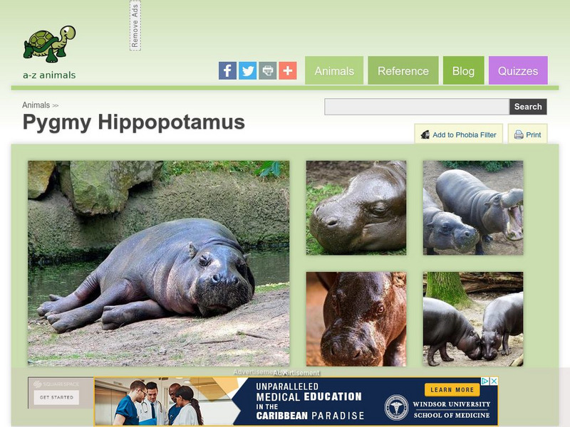 A Z Animals: Animal Facts: Pygmy Hippopotamus (Choeropsis Liberiensis) Handout A Z Animals: Animal Facts: Pygmy Hippopotamus (Choeropsis Liberiensis) Handout