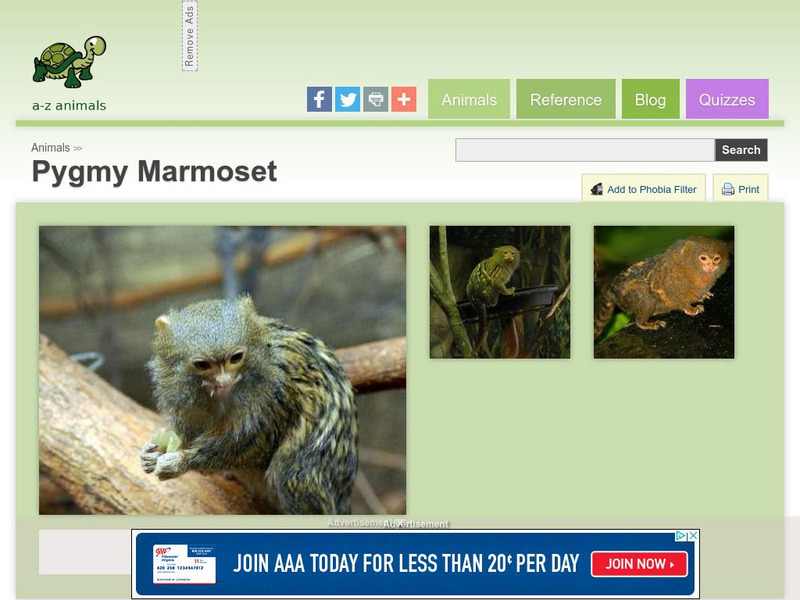A Z Animals: Animal Facts: Pygmy Marmoset (Callithrix Pygmaea) Handout