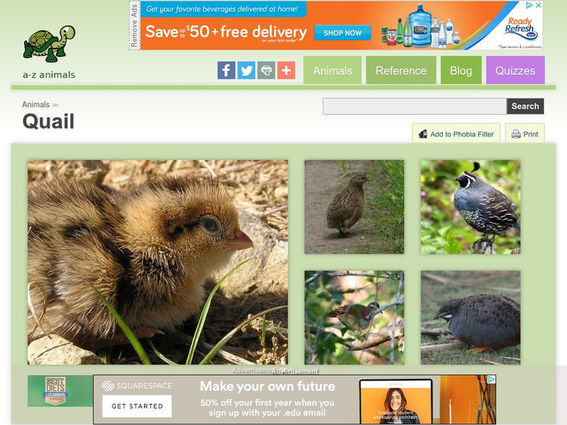A Z Animals: Animal Facts: Quail (Coturnix Coturnix) Handout