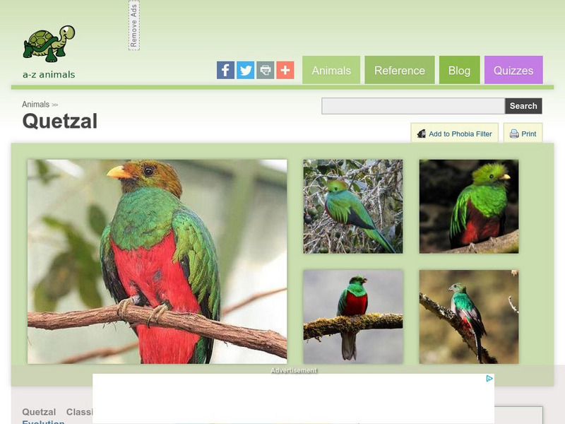 A Z Animals: Animal Facts: Quetzal (Pharomachrus) Handout A Z Animals: Animal Facts: Quetzal (Pharomachrus) Handout