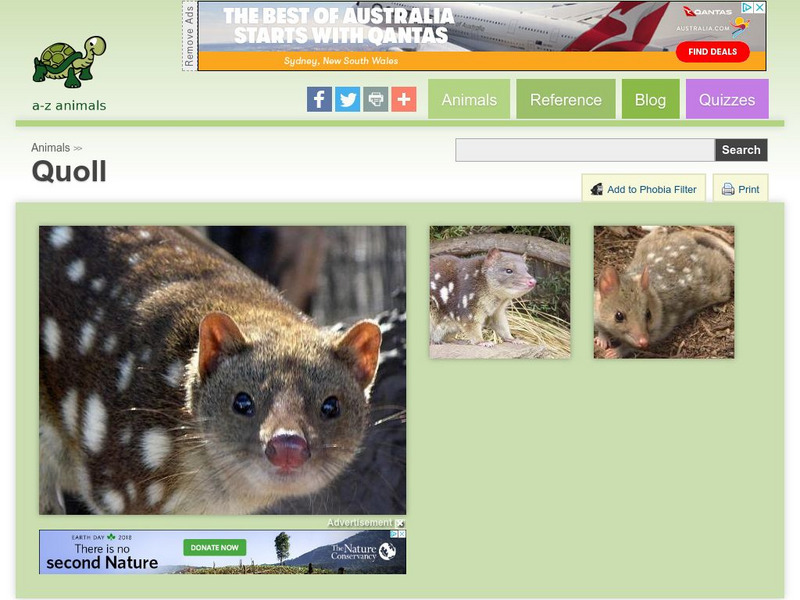A Z Animals: Animal Facts: Quoll (Dasyurus Viverrinus) Handout