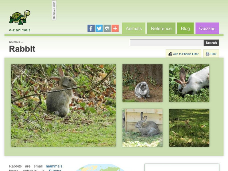 A Z Animals: Animal Facts: Rabbit (Oryctolagus Cuniculus) Handout