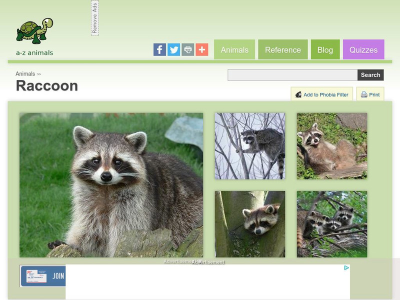 A Z Animals: Animal Facts: Raccoon (Procyon Lotor) Handout A Z Animals: Animal Facts: Raccoon (Procyon Lotor) Handout