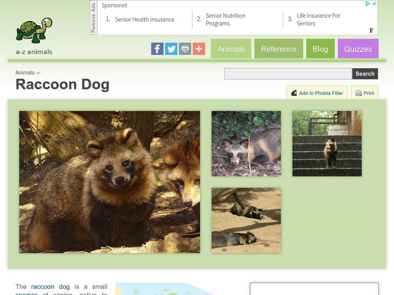 A Z Animals: Animal Facts: Raccoon Dog (Nyctereutes Procyonoides) Handout A Z Animals: Animal Facts: Raccoon Dog (Nyctereutes Procyonoides) Handout