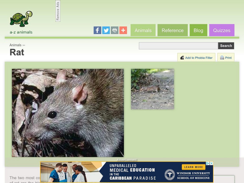 A Z Animals: Animal Facts: Rat (Rattus Rattus) Handout A Z Animals: Animal Facts: Rat (Rattus Rattus) Handout