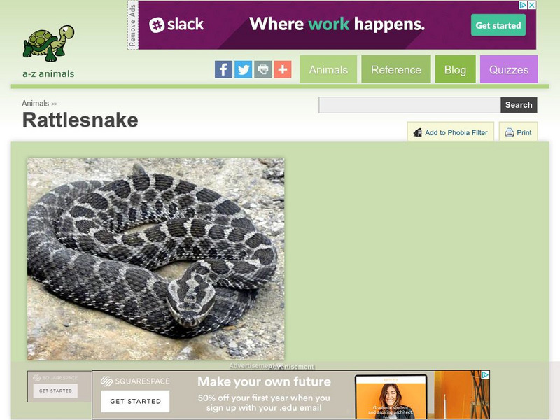 A Z Animals: Animal Facts: Rattlesnake Handout A Z Animals: Animal Facts: Rattlesnake Handout