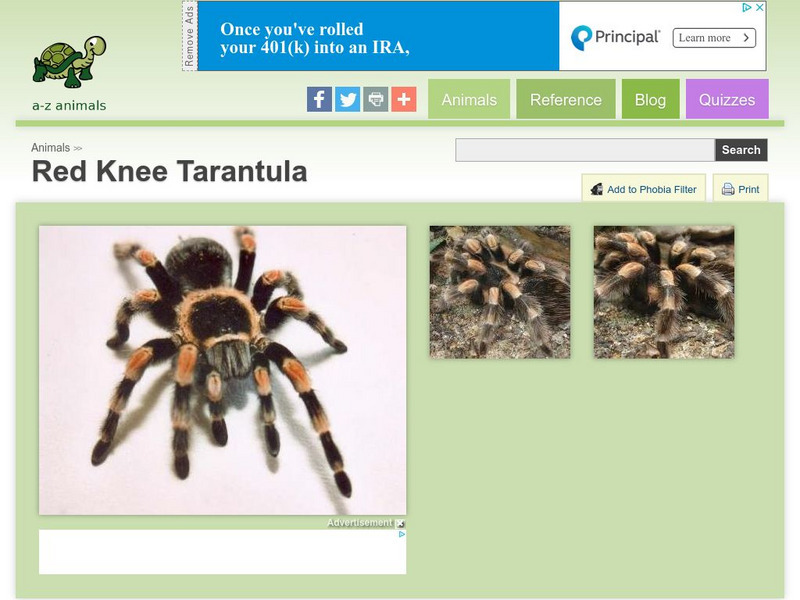 A Z Animals: Animal Facts: Red Knee Tarantula (Brachypelma Smithi) Handout A Z Animals: Animal Facts: Red Knee Tarantula (Brachypelma Smithi) Handout