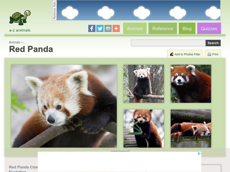 A Z Animals: Animal Facts: Red Panda (Ailurus Fulgens) Handout A Z Animals: Animal Facts: Red Panda (Ailurus Fulgens) Handout
