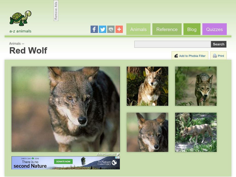 A Z Animals: Animal Facts: Red Wolf (Canis Lupus Rufus) Handout