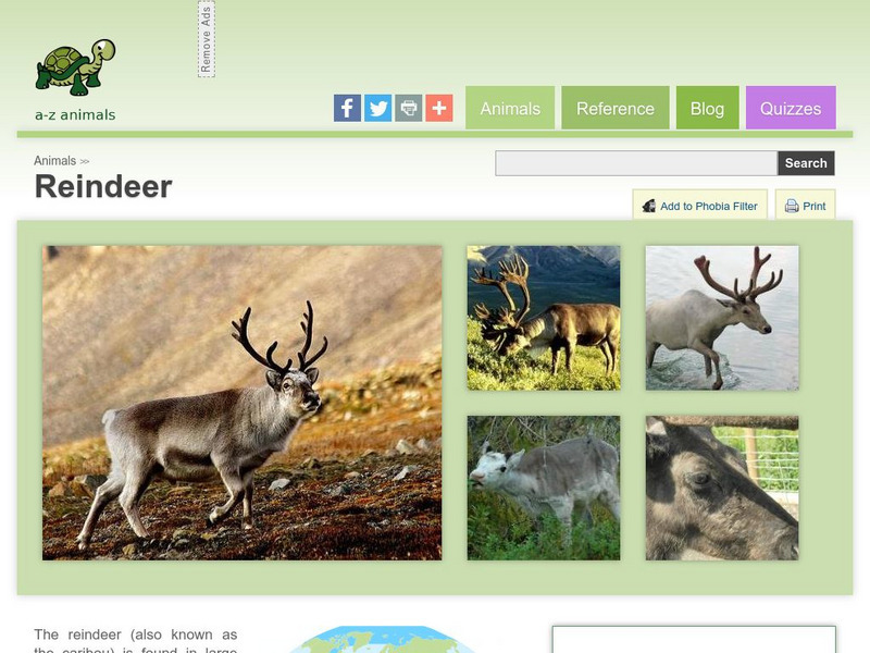 A Z Animals: Animal Facts: Reindeer (Rangifer Tarandus) Handout