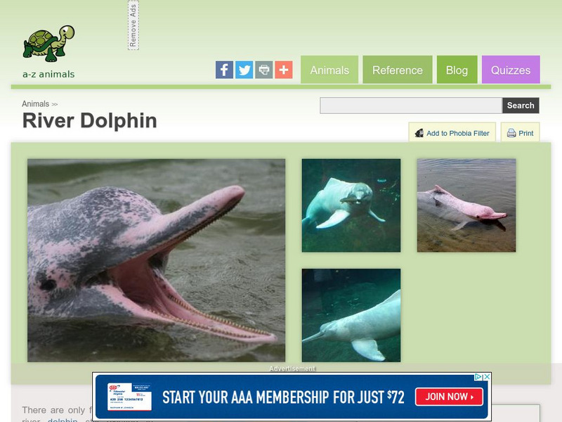A Z Animals: Animal Facts: River Dolphin (Platanistoidea ) Handout