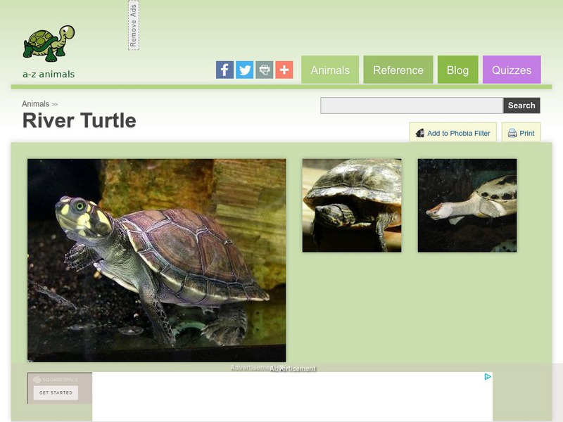 A Z Animals: Animal Facts: River Turtle (Emydidae) Handout A Z Animals: Animal Facts: River Turtle (Emydidae) Handout