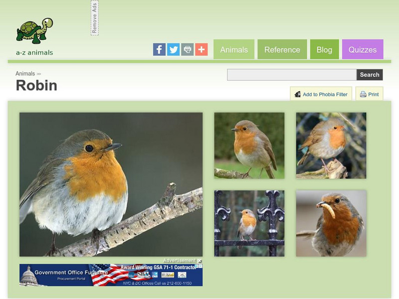 A Z Animals: Animal Facts: Robin (Erithacus Rubecula) Handout