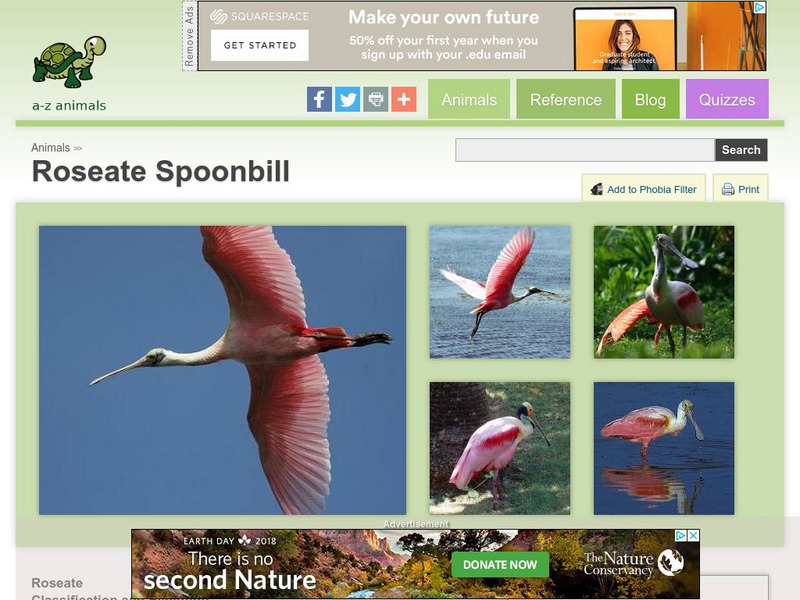 A Z Animals: Animal Facts: Roseate Spoonbill (Ajaja Ajaja) Handout A Z Animals: Animal Facts: Roseate Spoonbill (Ajaja Ajaja) Handout