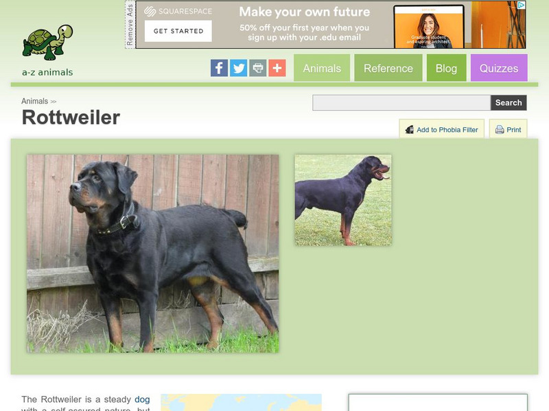 A Z Animals: Animal Facts: Rottweiler Handout A Z Animals: Animal Facts: Rottweiler Handout