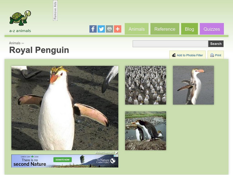 A Z Animals: Animal Facts: Royal Penguin (Eudyptes Schlegeli) Handout