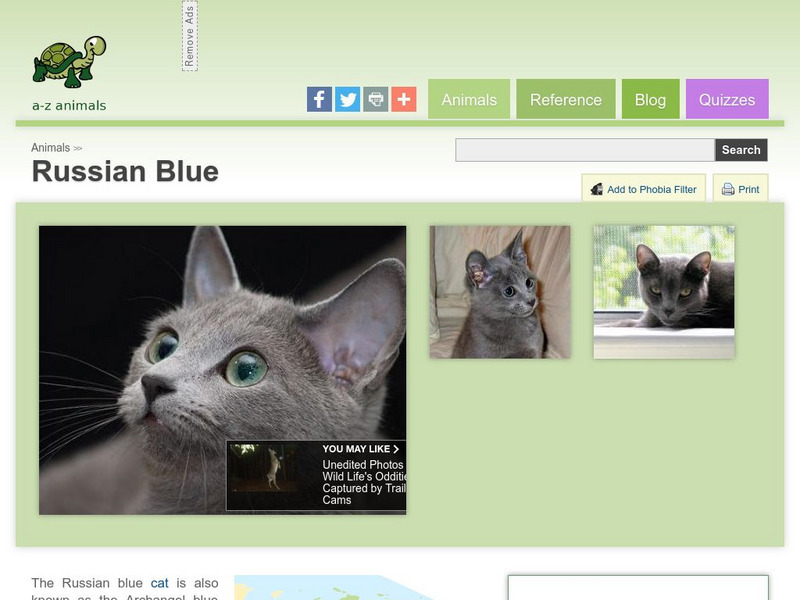 A Z Animals: Animal Facts: Russian Blue Handout A Z Animals: Animal Facts: Russian Blue Handout