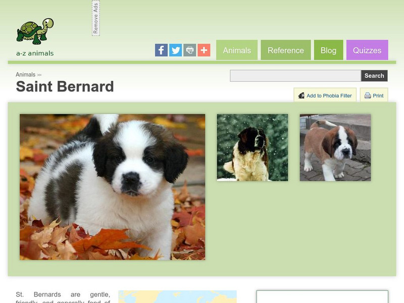 A Z Animals: Animal Facts: Saint Bernard Handout A Z Animals: Animal Facts: Saint Bernard Handout
