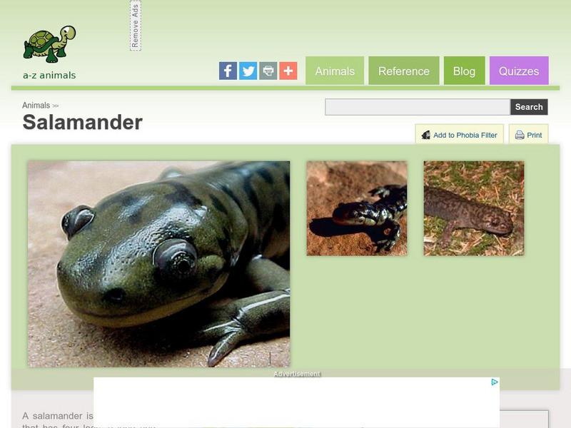 A Z Animals: Animal Facts: Salamander (Caudata) Handout