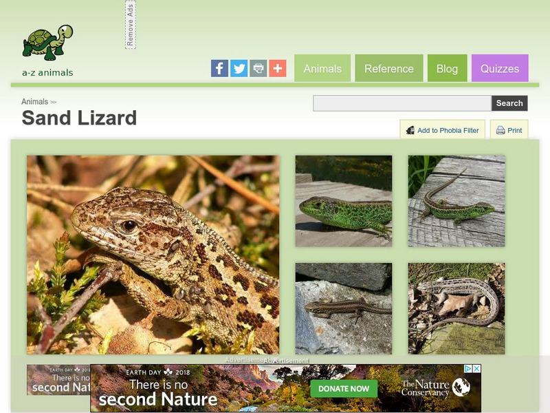 A Z Animals: Animal Facts: Sand Lizard (Lacerta Agilis) Handout A Z Animals: Animal Facts: Sand Lizard (Lacerta Agilis) Handout