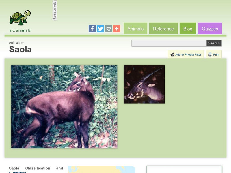 A Z Animals: Animal Facts: Saola (Pseudoryx Nghetinhensis) Handout A Z Animals: Animal Facts: Saola (Pseudoryx Nghetinhensis) Handout