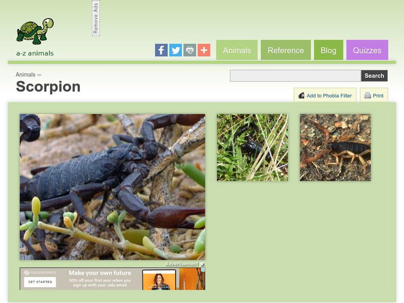 A Z Animals: Animal Facts: Scorpion (Scorpiones) Handout A Z Animals: Animal Facts: Scorpion (Scorpiones) Handout