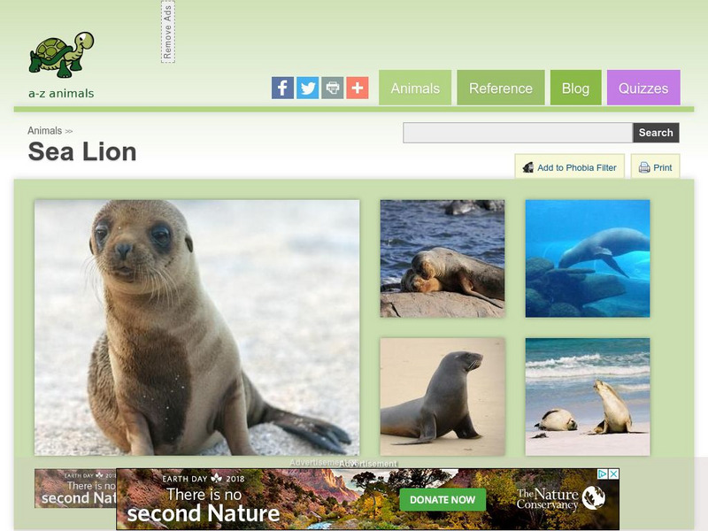 A Z Animals: Animal Facts: Sea Lion (Otariidae) Handout A Z Animals: Animal Facts: Sea Lion (Otariidae) Handout